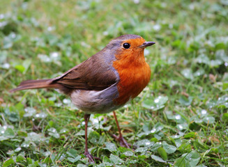 Robin Redbreast (Erithacus Rubecula)