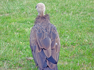 back of a vulture