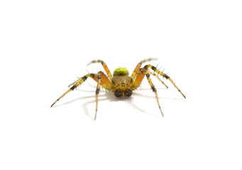 spider isolated