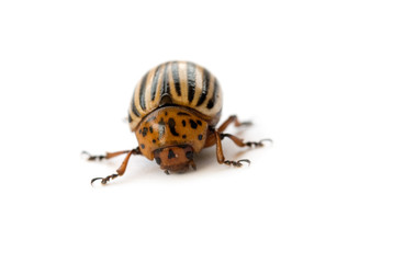 Colorado beetle