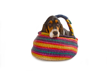 Basset