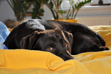 Labrador Retriever im Bett