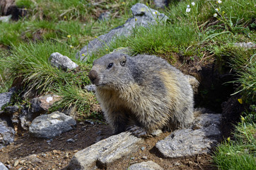 Marmotte08