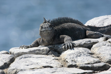 Islas Plazas,Galapagos Ecuador