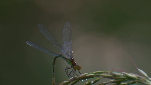 Libelle