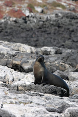 Islas Plazas,Galapagos Ecuador