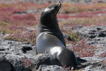 Islas Plazas,Galapagos Ecuador