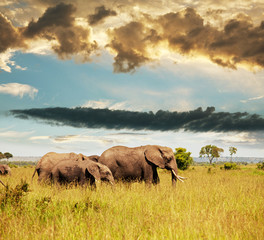 Naklejka premium Elephants