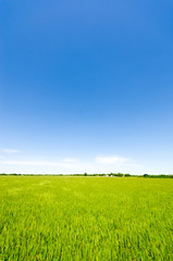 Obraz premium Vibrant simple meadow landscape