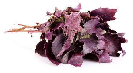 basil isolated on a white background