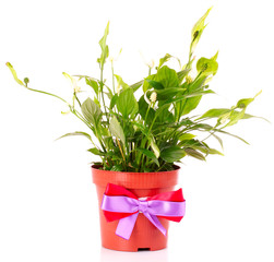 Spathiphyllum isolated on white