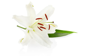 White lily flower with clipping path