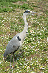 Fototapeta premium heron