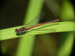 Libelle..., Arthropoda