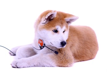 liegender Akita Welpe mit Head Set