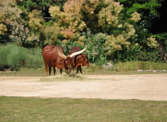 Obraz premium watusis