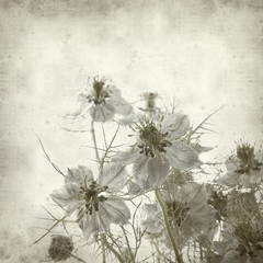 textured old paper background with nigella