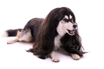 liegender Hund mit Perrücke