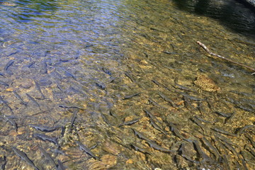 рыба в реке