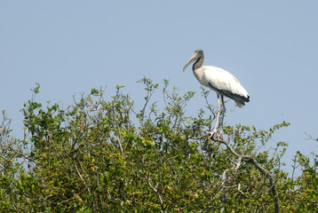 Wood stork in a tree