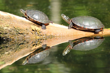 Fototapeta premium Painted Turtles (Chrysemys picta) Basking on a Log