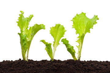 Lettuce seedling in soil