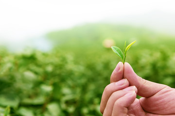 Fresh sheets of tea in hand.