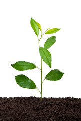 Young sprout Cherry