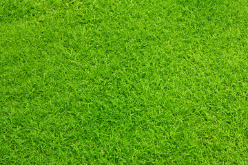 Green grass in garden background