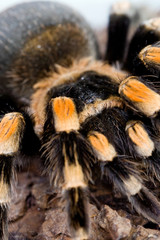 big hairy scary spider