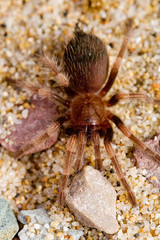 big baby tarantula