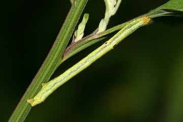 insects