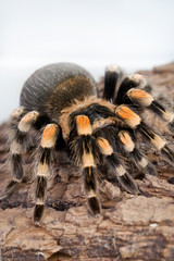 spider