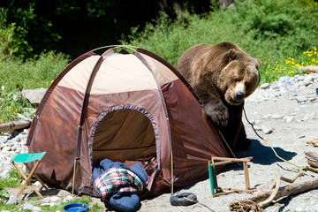 Grizzly Bear in a Camp Site
