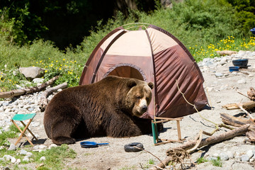 Grizzly Bear in Camp