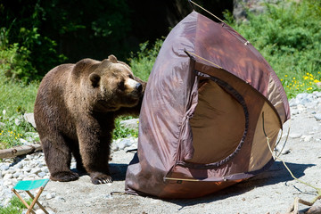 Bear destroying Camp Tent
