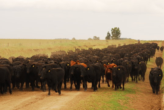 animales de granja, angus aberdeen, vacas, terneros, toros, carne, madre, hijo