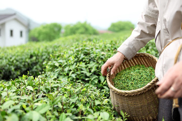 Picking tea leaves in a tea garden