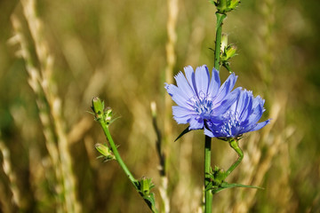 Flowers of chicory