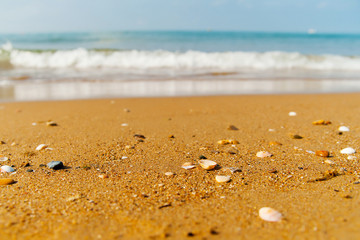 Fototapeta na wymiar Plaża z muszli