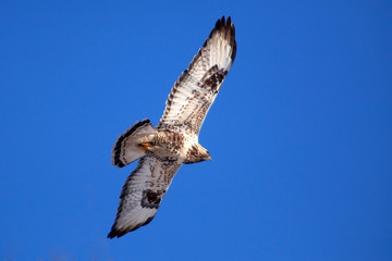 Bird of prey in the sky
