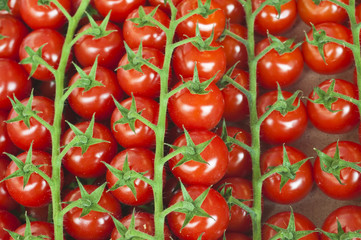 Strauchtomate