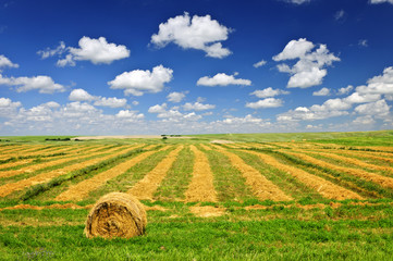 Wheat farm field at harvest - obrazy, fototapety, plakaty