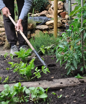jardinier en train de biner