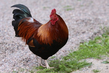 Rostroter Hahn