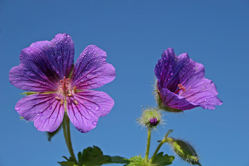 geranium