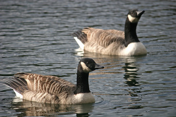canada geese