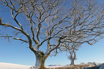 snow covered trees