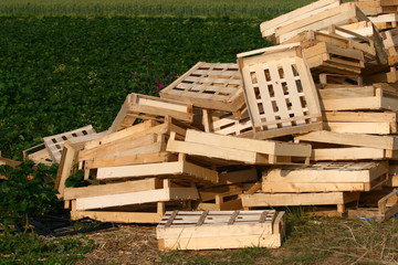 Erbeerfeld vor der Ernte mit Kisten