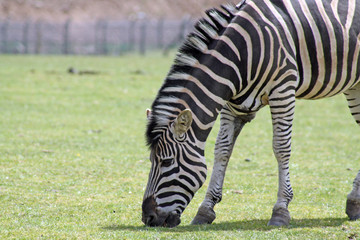 Obraz na płótnie Canvas stunning zebra